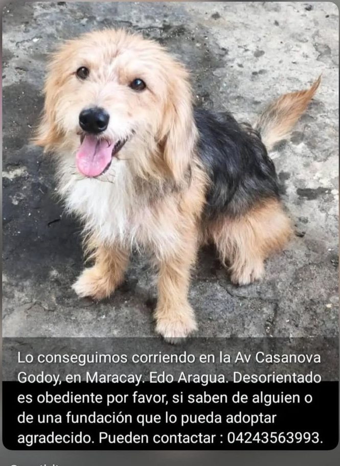 Perro encontrado