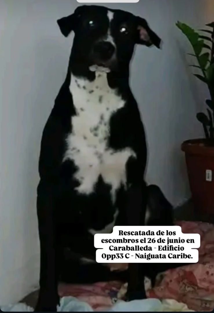 Izzi