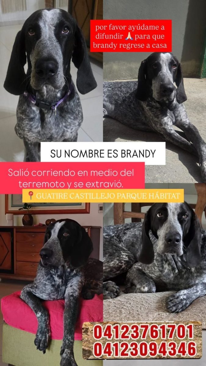 Brandy