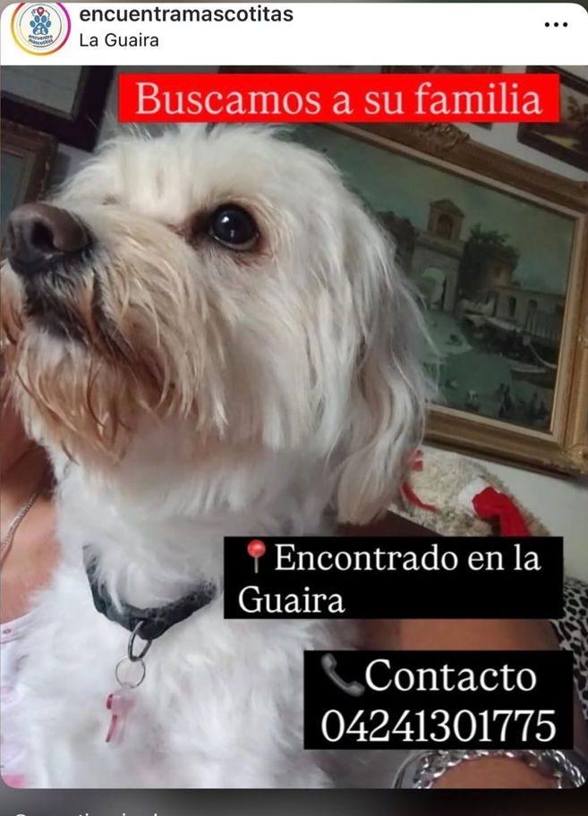 Perro encontrado