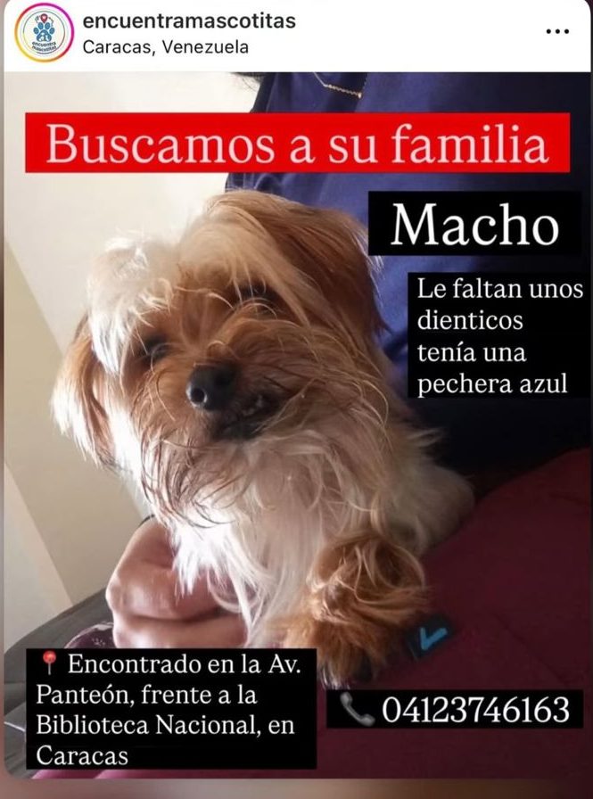 Perro encontrado