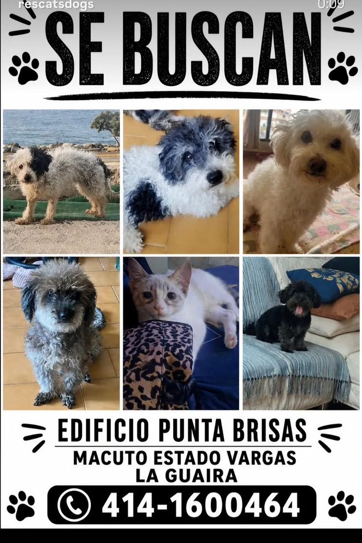 Mascota perdido