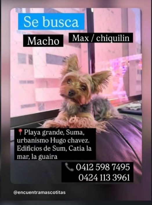 Max (Chiquilín)