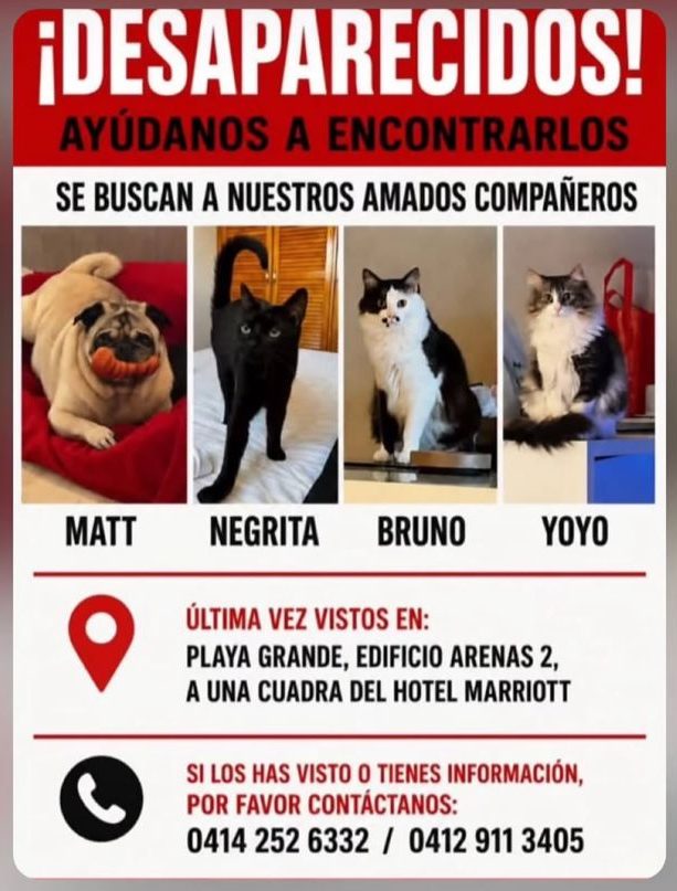 Matt, Negrita, Bruno y Yoyo