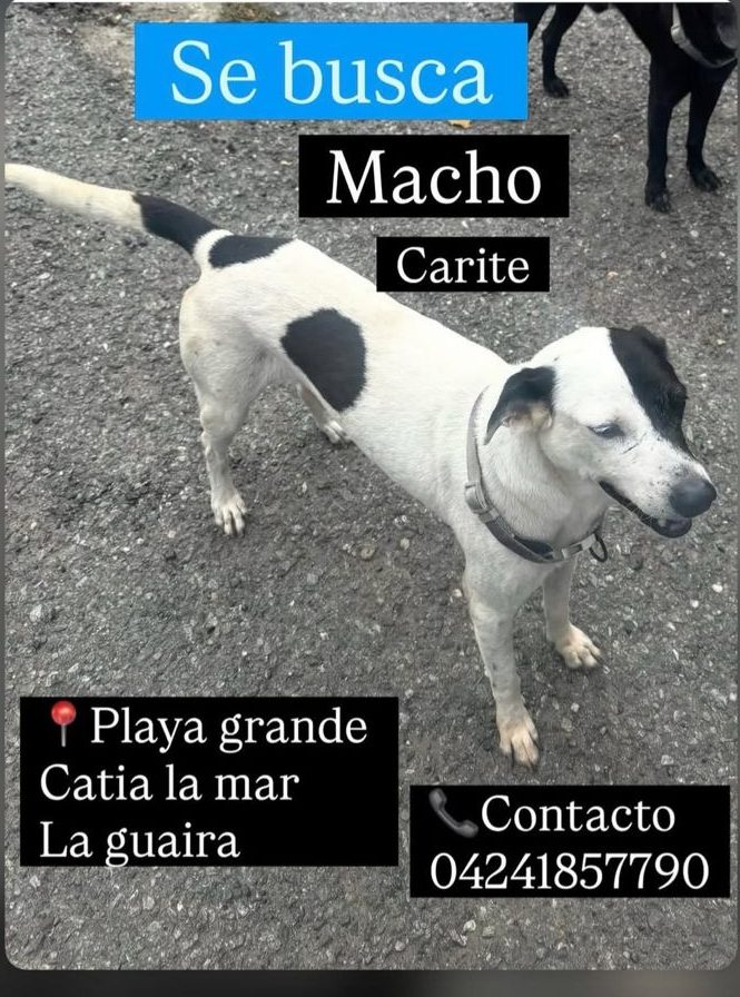 Carite