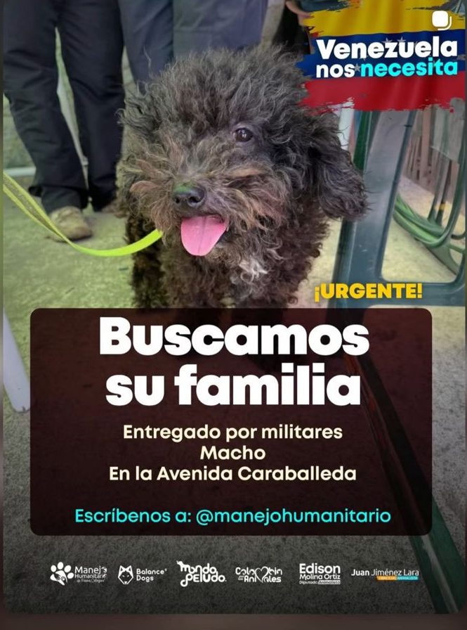 Perro encontrado