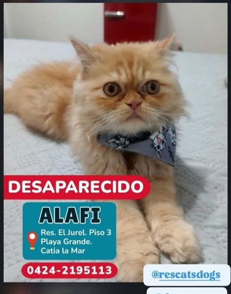 Alafi