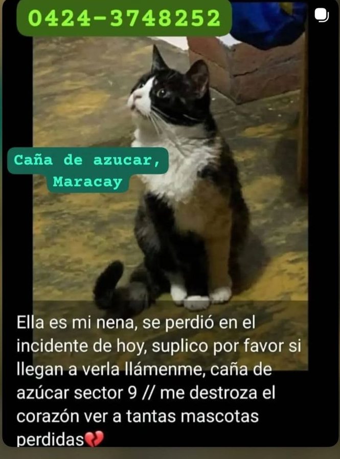Gato perdido