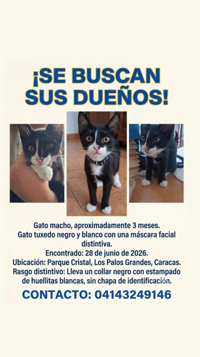 Gato encontrado